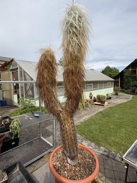 Oreocereus celsianus